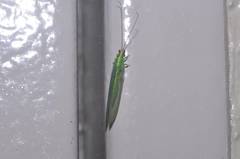 Chrysoperla furcifera