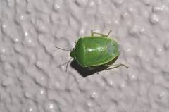 Glaucias subpunctatus