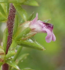 Muraltia ericifolia