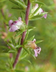 Muraltia ericifolia