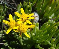 Senecio sarcoides