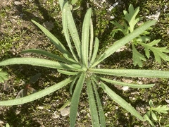 Plantago arenaria