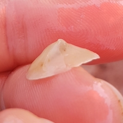 Calyptraea chinensis