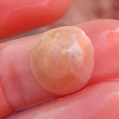 Calyptraea chinensis