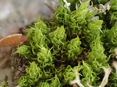 Dicranum spurium