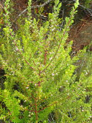 Muraltia ericifolia