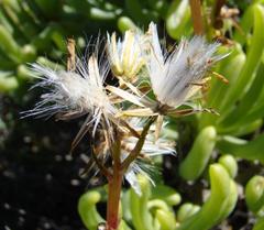 Senecio sarcoides