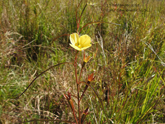 Ludwigia longifolia