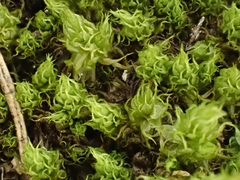 Dicranum spurium