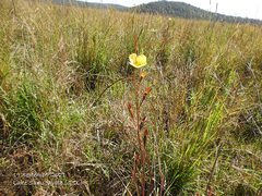 Ludwigia longifolia