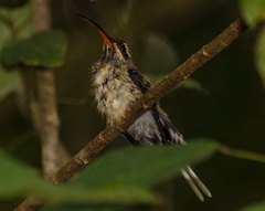 Phaethornis malaris