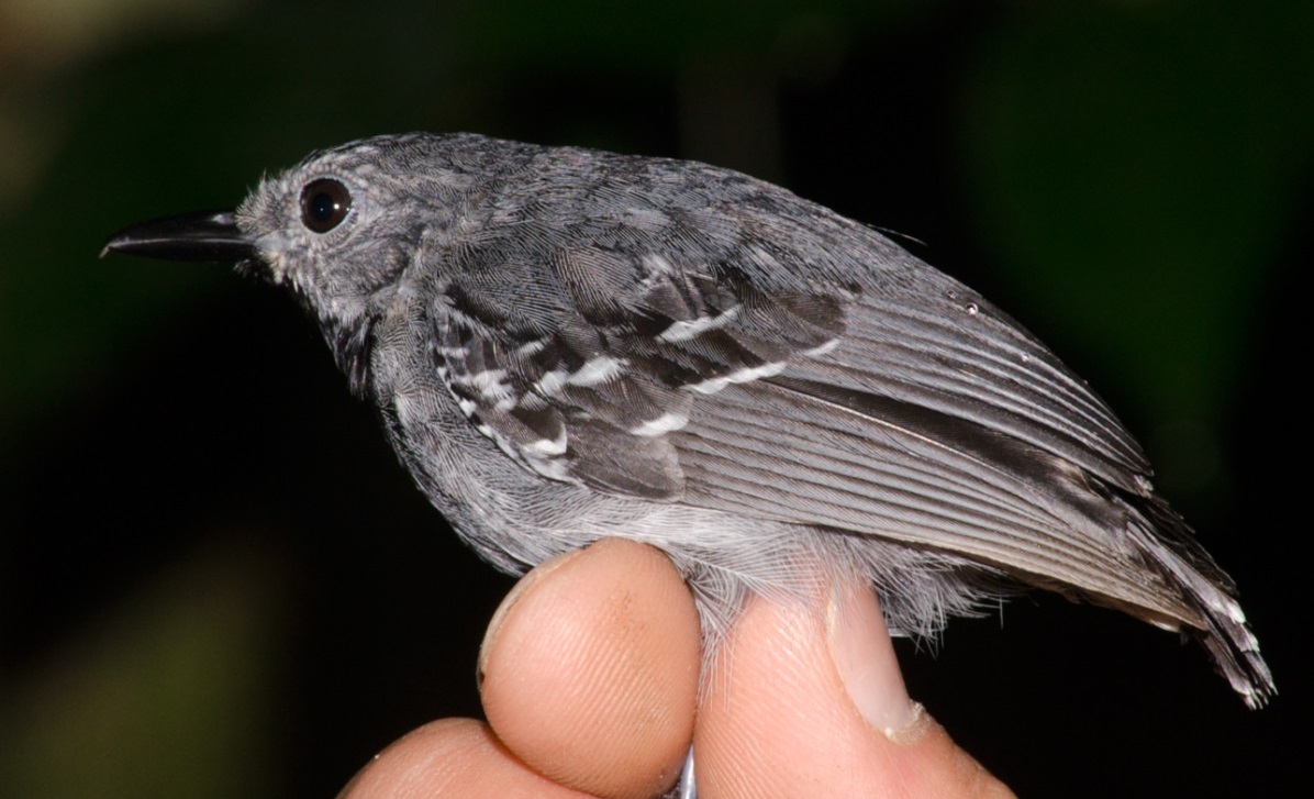 Long-winged Antwren illustration
