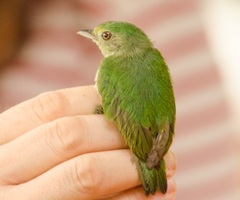Lepidothrix coronata