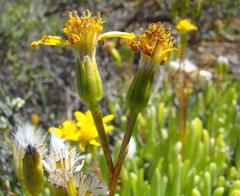 Senecio sarcoides