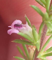 Muraltia ericifolia