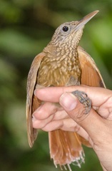 Xiphorhynchus guttatus