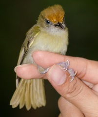 Tunchiornis ochraceiceps