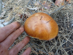 Suillus salmonicolor