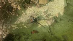 Latrodectus indistinctus