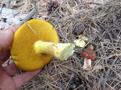 Suillus salmonicolor