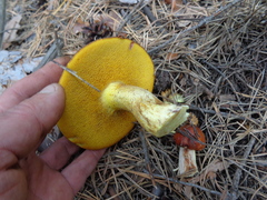 Suillus salmonicolor
