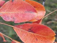 Pyrus communis caucasica