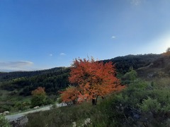 Pyrus communis caucasica