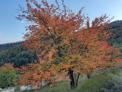 Pyrus communis caucasica