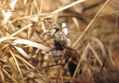 Caerostris sexcuspidata