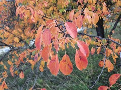 Pyrus communis caucasica