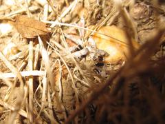 Caerostris sexcuspidata