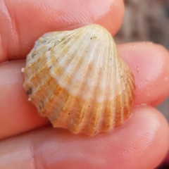 Acanthocardia paucicostata
