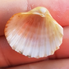 Acanthocardia paucicostata
