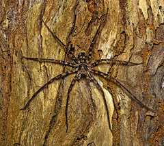 Heteropoda procera