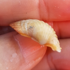 Acanthocardia paucicostata