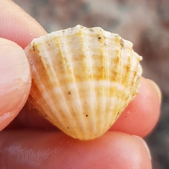 Acanthocardia paucicostata
