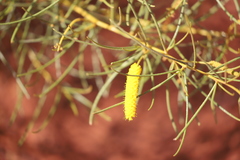 Acacia hilliana