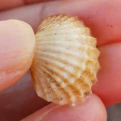 Acanthocardia paucicostata