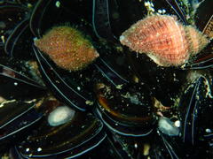 Choromytilus meridionalis
