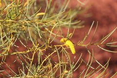 Acacia hilliana