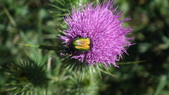 Leucocelis