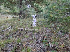 Campanula sarmatica