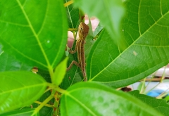 Calotes versicolor