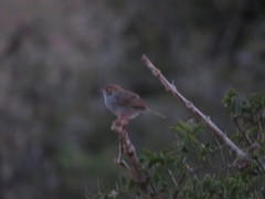 Cisticola fulvicapilla lebombo