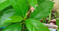 Calotes versicolor