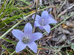 Campanula sarmatica