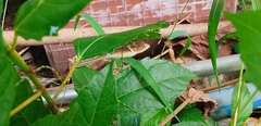 Calotes versicolor