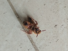 Phalerimeris madurensis