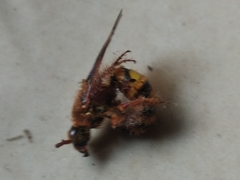 Phalerimeris madurensis