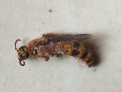 Phalerimeris madurensis